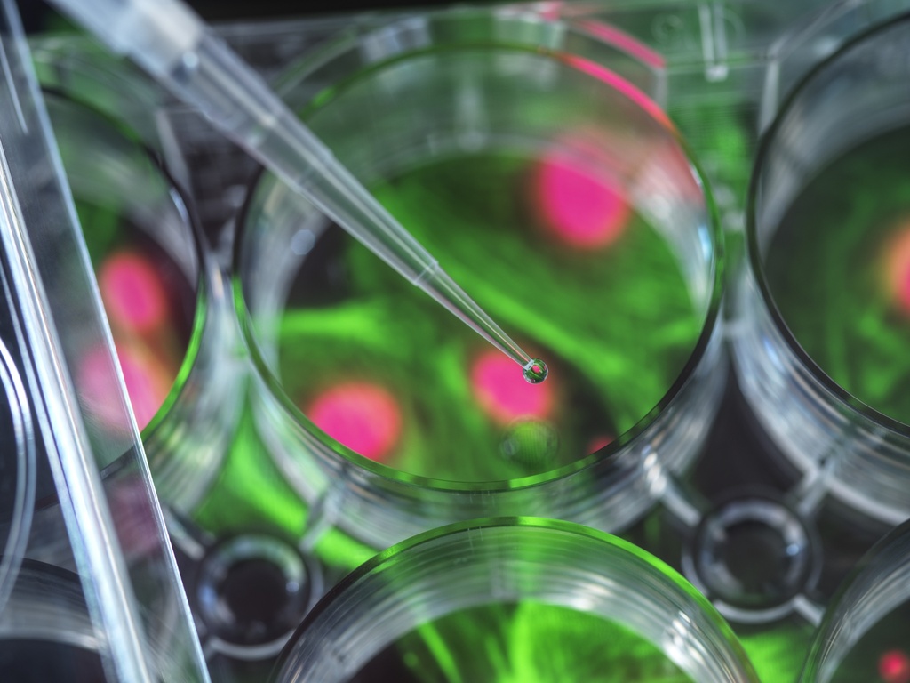 Green Fluorescent M1 Muscarinic Acetylcholine Receptor Cell Line