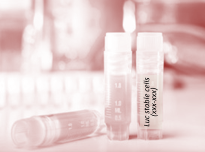 Luciferase-Labeled HEL Cells (HEL + LUC)