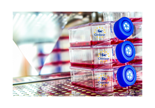 [GEN-CSI083Ra01-500k] Primary BMMSCs Cell, Rat