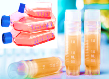 [SK-AKTIIV-156] Luciferase-Labeled Human Papillary Thyroid Carcinoma Cells (IHH4+LUC)